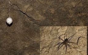 Image result for NZ Largest Spider