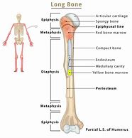 Image result for Long Bone Diaphysis