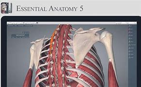 Image result for Essential Anatomy