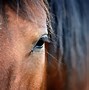 Image result for Arabian Horse Images