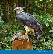 Image result for Harpy Eagle Food