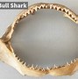 Image result for Lemon Shark Jaws