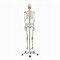 Image result for Life-Size Skeleton Model