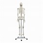Image result for Life-Size Human Skeleton