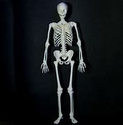Image result for Full Size Printable Skeleton
