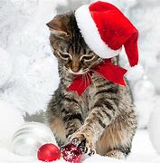 Image result for Cat with Christmas Hat
