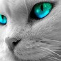 Image result for Minimalist Cat Wallpaper iPhone