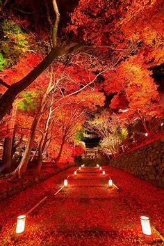 αcafe「真紅の絨毯」 | Japan landscape, Japanese landscape, Autumn scenery