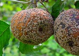 Image result for Apple Tree Diseases Leaves