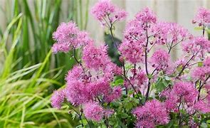 Image result for Thalictrum Little Pinkie