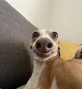 Image result for Italian Greyhound Kermit