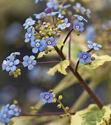 Image result for Brunnera macrophilla Jennifer