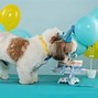 Image result for Dog Puns for Birthday