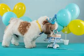 Image result for Dog Puns for Birthday
