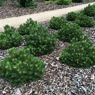 Image result for Pinus nigra Nana