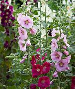 Image result for Alcea rosea Charters Double WIT