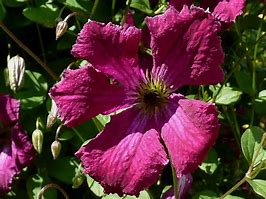 Image result for Clematis On Fence