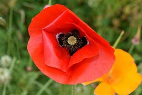 Image result for Red and Orange Poppies