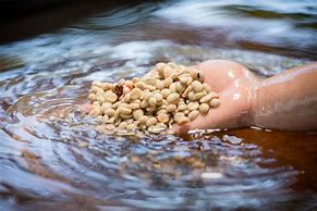 Image result for Bean Water Coffee