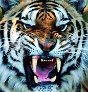 Image result for Tiger Sharp Teeth