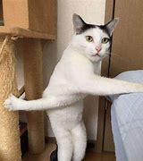 Image result for Cat with No Arms Meme