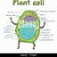 Image result for Complete Plant Cell Illustration