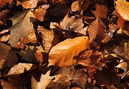 Image result for Autumn Brown