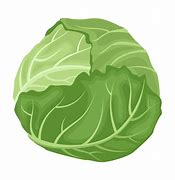Image result for Cabbage Cartoon