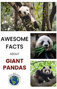 Image result for Giant Panda Habitat