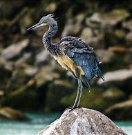 Image result for Ardea insignis
