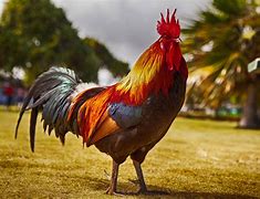 Image result for Coq Lala