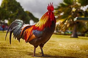 Image result for Bourges Coq