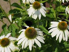 Image result for Echinacea purpurea White Swan