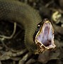 Image result for Snake