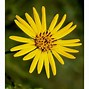 Image result for Picture of Plants That Grow in Wisconsin