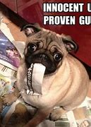 Image result for Cute Funny Pugs Memes