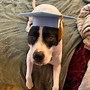 Image result for Dog Graduation