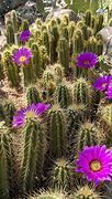 Image result for Arizona Cacti