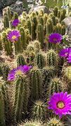 Image result for Blooming Cactus House plants