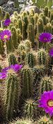 Image result for Beautiful Arizona Cactus