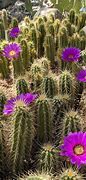 Image result for Blooming Cactus