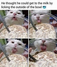 Image result for Cute Cat Memes