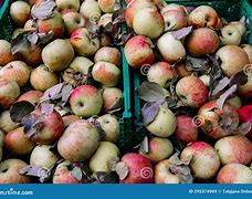 Image result for A Pile of Apple's
