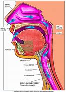 Image result for Esophagus and Airway Anatomy