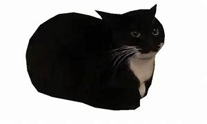 Image result for On My Puter Cat Meme