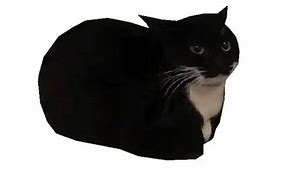 Image result for Bold Cat Meme