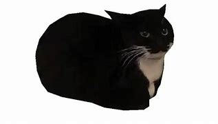 Image result for Cat Plate Meme