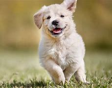 Image result for Wallpaper with Dogs