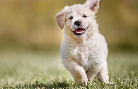 Image result for Beautiful Puppy