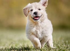 Image result for Beautiful Cute Dogs
